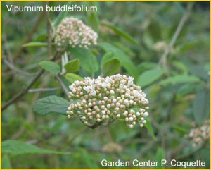   ( Viburnum buddleifolium )