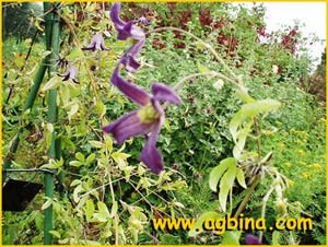     ( lematis campaniflora / viticella ssp. campaniflora ) 
