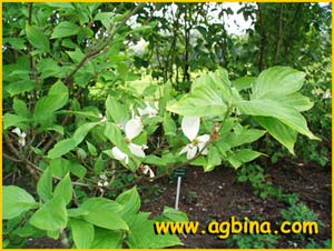   .  ( ornus florida f. rubra )