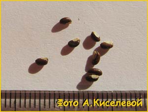   ( Crowea angustifolia )