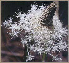   ( Xerophyllum tenax / Helonias tenax )