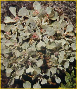 Эриогонум овальнолистный ( Eriogonum ovalifolium )