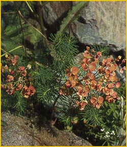   ( Euphorbia cyparissias )