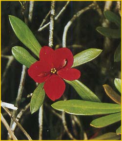   ( Euphorbia helenae )