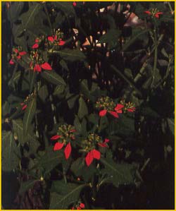   ( uphorbia heterophylla )