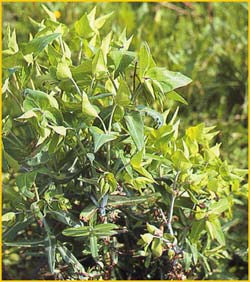   ( Euphorbia lathyrus )