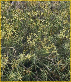    ( Euphorbia regis-jubae )