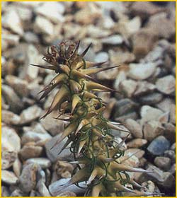   ( Euphorbia rossii )