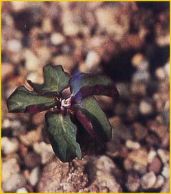   ( Euphorbia rubella )