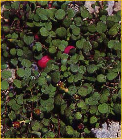   ( Fuchsia procumbens )
