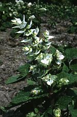 Шалфей мускатный ф. белая ( Salvia sclarea f. alba )