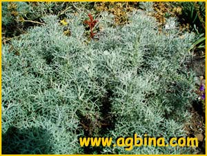   ( Artemisia armeniaca )