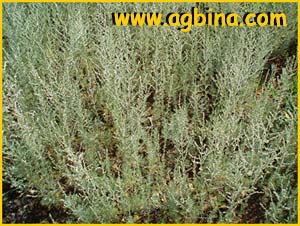   ( Artemisia austriaca )