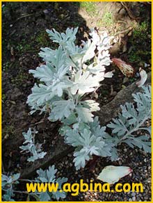   ( Artemisia stelleriana )