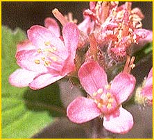   .  ( Jamesia americana var. rosea )