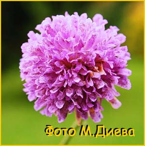 o  (Knautia arvensis)