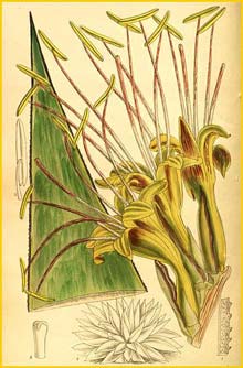  ( Agave warelliana ) Curtis's Botanical Magazine 1913
