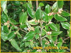   ( Cotoneaster acutifolius )