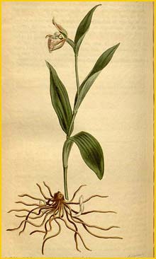   ( ypripedium arietinum ) Curtis's Botanical Magazine 1813