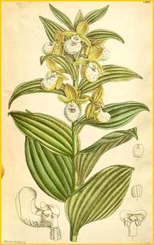   ( ypripedium californicum )  Curtis's Botanical Magazine