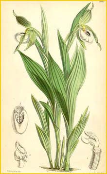   ( ypripedium candidum ) Curtis's Botanical Magazine