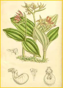   ( ypripedium fasciculatum ) Curtis's Botanical Magazine
