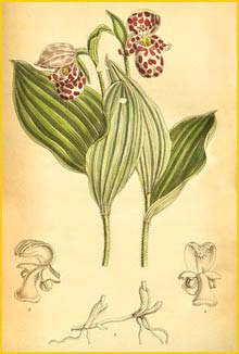   (Cypripedium guttatum) Curtis's Botanical Magazine