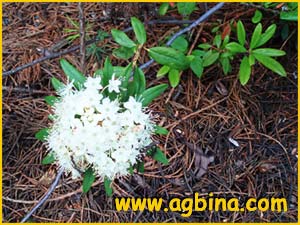   .  ( Ledum glandulosum ssp. columbianum)