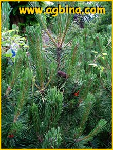    ( Pinus contorta var. latifolia )