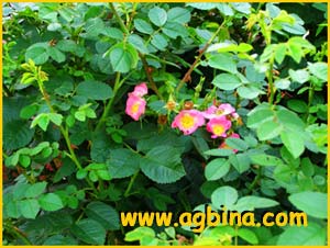  ()  / ( Rosa rubiginosa / eglanteria )