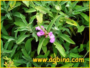 Шалфей лавандолистный ( Salvia lavandulifolia )