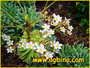    ( Saxifraga longifolia )