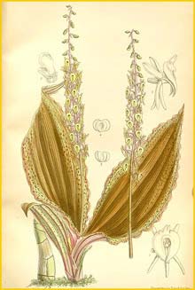   ( Malaxis calophylla / Crepidium calophyllum ) Curtis's Botanical Magazine, 1892