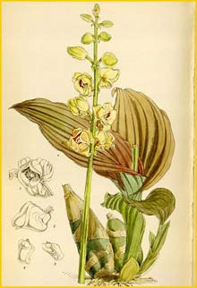   ( Malaxis josephiana / Crepidium josephianum ) Curtis's Botanical Magazine, 1877