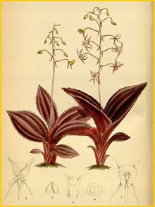   ( Malaxis metallica / Crepidium metallicum ) Curtis's Botanical Magazine, 1883