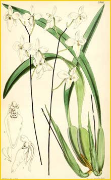   ( Oncidium candidum / Cuitlauzina candida ) Curtis's Botanical Magazine, 1865