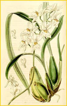   ( Odontoglossum pulchellum / Cuitlauzina pulchella ) Curtis's Botanical Magazine, 1844