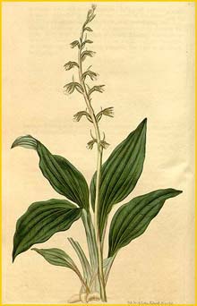   ( Neottia elata / Cyclopogon elatus ) Curtis's Botanical Magazine, 1819