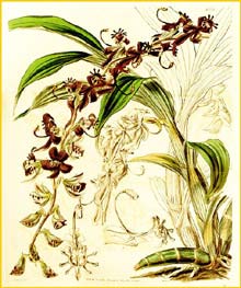   ( Cycnoches egertonianum ) Curtis's Botanical Magazine, 1844