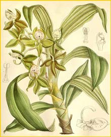   ( Cycnoches haagii ) Curtis's Botanical Magazine, 1896