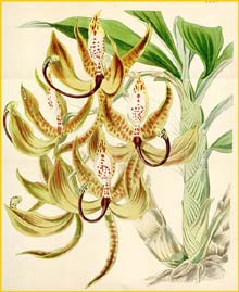   /   ( Cycnoches loddigesii ) Curtis's Botanical Magazine, 1846