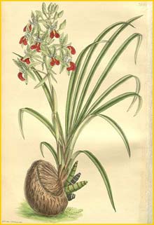   /   ( Cymbidium rhodochilum / Cymbidiella pardalina ) Curtis's Botanical Magazine, 1904