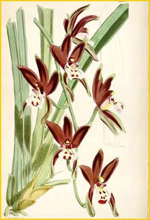  - ( Cymbidium atropurpureum ) Curtis's Botanical Magazine, 1868