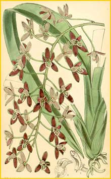   ( Cymbidium canaliculatum ) Curtis's Botanical Magazine