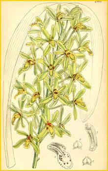   ( Cymbidium chloranthum ) Curtis's Botanical Magazine