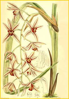  - /  ( Cymbidium alborubens / angustifolium / dayanum ) Curtis's Botanical Magazine, 1902