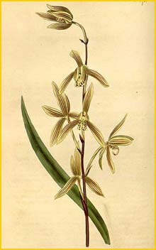   ( Cymbidium ensifolium ) Curtis's Botanical Magazine, 1815