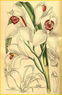   ( Cymbidium erythrostylum ) Curtis's Botanical Magazine, 1907