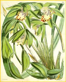   ( Cymbidium hookerianum ) Curtis's Botanical Magazine