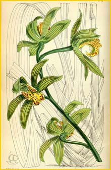   ( Cymbidium iridioides ) Curtis's Botanical Magazine, 1855